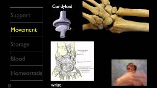 The Skeletal System [upl. by Reinar]