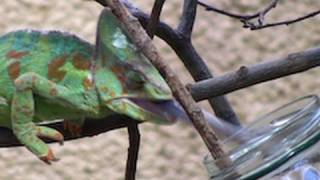 Jemen Chameleon eating huge crickets  Zoo Leipzig  Chamäleon frisst Heuschrecken [upl. by Michaella688]