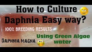 Daphnia MagnaHow to Culture Daphnia Easy wayCulturing Daphnia using Green water Daphnia [upl. by Eisen]