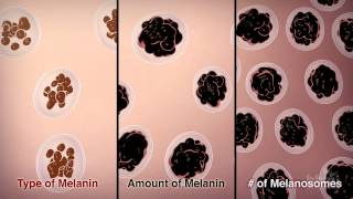 How We Get Our Skin Color  HHMI BioInteractive Video [upl. by Israeli]