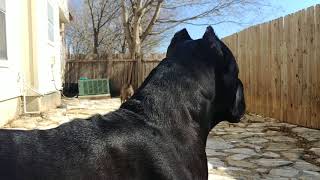 Cane Corso protecting his owner [upl. by Swithbert605]