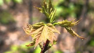 Plant portrait  Red maple Acer rubrum [upl. by Solracnauj]