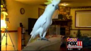 cockatoo dances to gaga [upl. by Yeldarb]