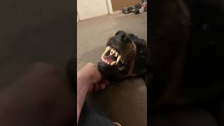 Rottweiler growling with love [upl. by Servais]