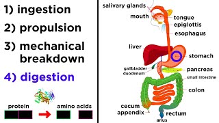 The Digestive System [upl. by Nile858]