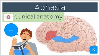 Aphasia Wernickes vs Brocas  Clinical Anatomy  Kenhub [upl. by Janice]