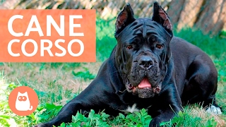 Cane corso  Características y adiestramiento del CANE CORSO [upl. by Obelia109]