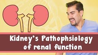 Kidneys Pathophysiology of renal function [upl. by Dibbell]