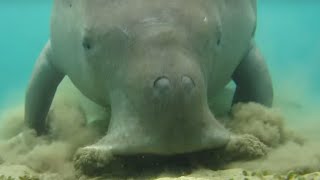 Dugong dugonsea cow digging sea grass [upl. by Cyril932]