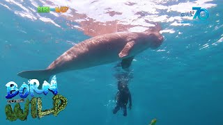 Born to be Wild Dugongs of Busuanga [upl. by Marillin69]