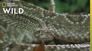 The Cascabel Rattlesnake  Worlds Deadliest Snakes [upl. by Neelrad]