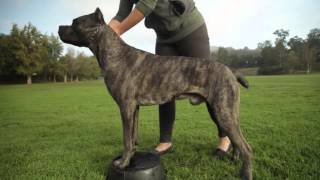 CANE CORSO A DOG LOVERS INTRODUCITION [upl. by Flemming11]