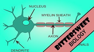 Action Potential Explained  The Neuron [upl. by Roberta]