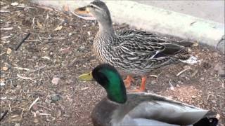 Mallard Ducks male and female [upl. by Gaige]