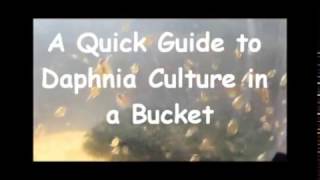 How to culture daphnia outside [upl. by Thatcher]