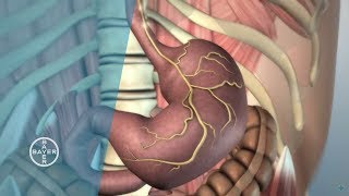 How does the Stomach Function [upl. by Heyes]