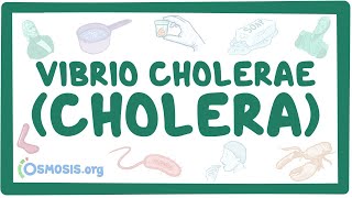 Vibrio cholerae Cholera  an Osmosis Preview [upl. by Adnohryt90]