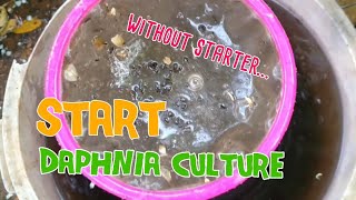 How to culture daphnia moina the easy way 1  Starting the Daphnia culture [upl. by Hanley443]