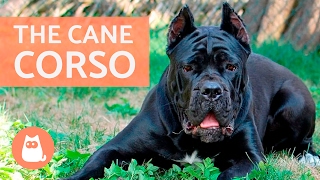 All About the CANE CORSO  Traits and Training [upl. by Trudi]