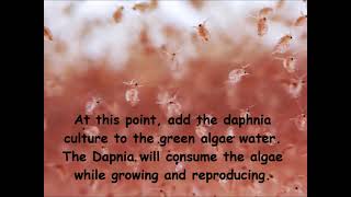 Daphnia  How to grow daphnia in your home [upl. by Llerrehc]