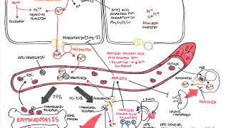 Iron Physiology [upl. by Igiul]