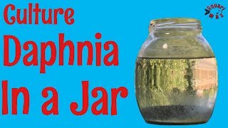 How to Culture Daphnia in a Jar [upl. by Odnamla]