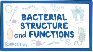 Bacterial Structure and Functions [upl. by Nixon]