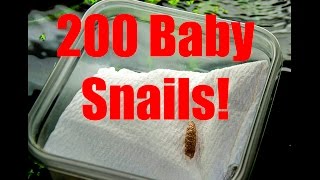 HOW TO hatch Apple snails the easy way [upl. by Nhaj]