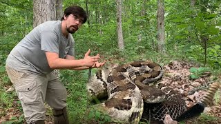 The Timber Rattlesnake is NOT Aggressive [upl. by Drewett207]