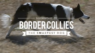 BORDER COLLIE THE WORLDS SMARTEST DOGS [upl. by Trebmal296]