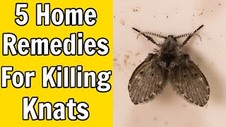 5 Home Remedies For Killing Gnats [upl. by Alimat]