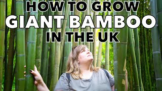 How to Grow Giant Bamboo  5 Tips for Cooler Climates [upl. by Enymzaj]