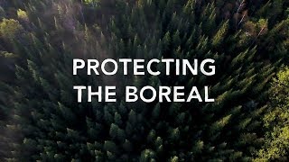 Protect the Boreal Forest [upl. by Kubiak921]