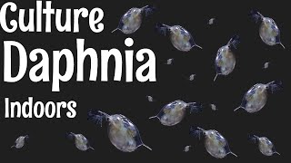 How to Culture Daphnia [upl. by Antonia606]