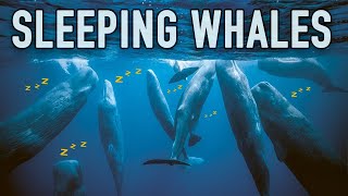 The Fascinating Way Sperm Whales Sleep [upl. by Eenrahc]