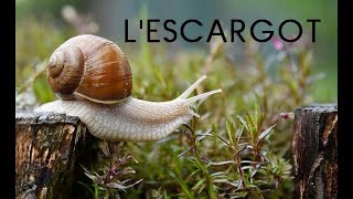 Lescargot documentaire [upl. by Anirehc]