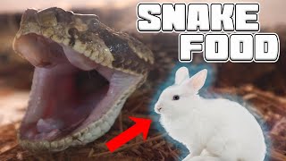 MASSIVE Rattlesnake eats a RABBIT  Tyler Nolan [upl. by Ahsennek]