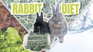 WHAT TO FEED A RABBIT  Rabbit Diet [upl. by Glenn]