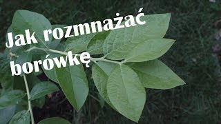 Jak rozmnażać borówkę amerykańską [upl. by Ahsinahs87]