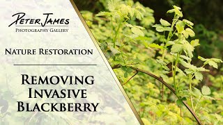 Invasive Blackberry Removal  THIS WORKS [upl. by Nekciv]