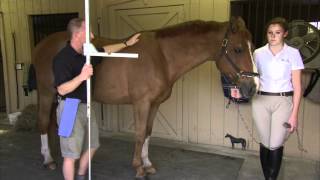 Measuring Your Horse or Pony [upl. by Charmane340]