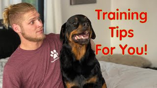 Rottweiler Training Guide  How To Love Them [upl. by Akirdnahs]