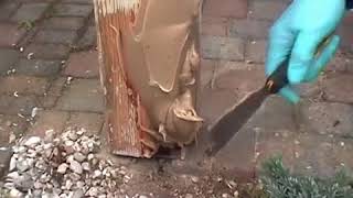 Morsches Holz reparieren mit RENOFLEX  RENOVAID [upl. by Acinej]