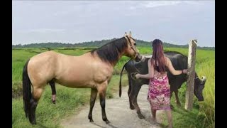 My sister training care her lovely horse in beginner 2021 [upl. by Slavin]