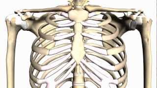 General Skeleton Basic Tutorial  Anatomy Tutorial [upl. by Faunia]