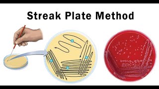 Lab technique microbiology Streak plate method [upl. by Anaile380]