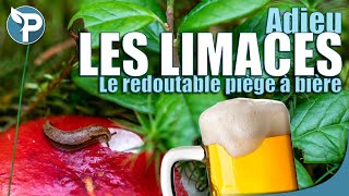 ANTI LIMACE naturel le plus REDOUTABLE  Piège à bière [upl. by Everson]