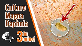 How to culture DAPHNIA MAGNA  The easy way [upl. by Magel]