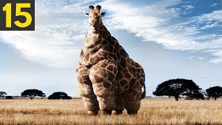 15 FATTEST Animals Ever Seen [upl. by Idaline]