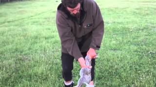 How to Skin and Gut a Rabbit in 10 Seconds Kiwi Bushman Styles [upl. by Amsirp540]